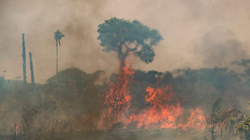 Im brasilianischen Amazonasgebiet toben die schwersten Brände seit fast 20 Jahren.