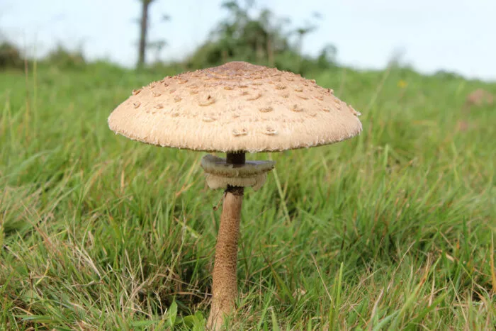 10 essbare Pilze und ihre giftigen Doppelgänger: Der Riesenschirmpilz
