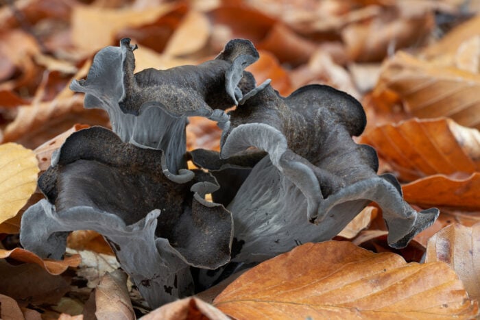 10 essbare Pilze und ihre giftigen Doppelgänger: Die Herbsttrompete