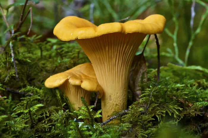 10 essbare Pilze und ihre giftigen Doppelgänger: Der Pfifferling
