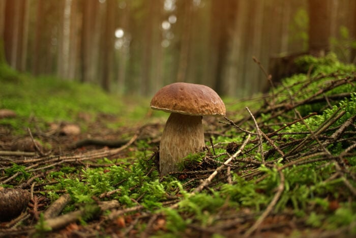 10 essbare Pilze und ihre giftigen Doppelgänger: Der Steinpilz