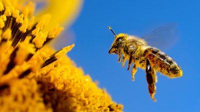 Studie: Fehlende Bestäuber gefährden weltweite Ernährung