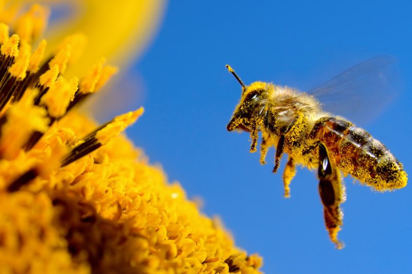 Studie: Fehlende Bestäuber gefährden globale Ernährung