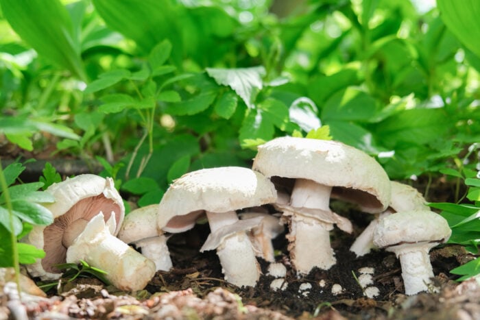 10 essbare Pilze und ihre giftigen Doppelgänger: Der Champignon