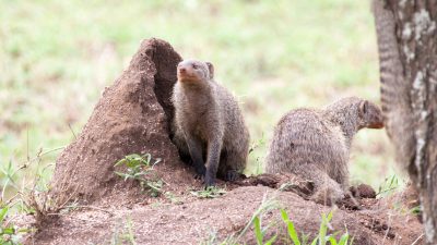 25 Jahre Kampf gegen invasive Raubtiere – Japan hat eine Insel befreit