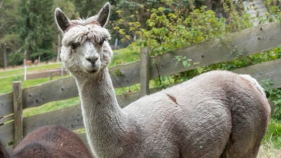 Bonner Feuerwehr fängt ausgebüxte Lamas ein