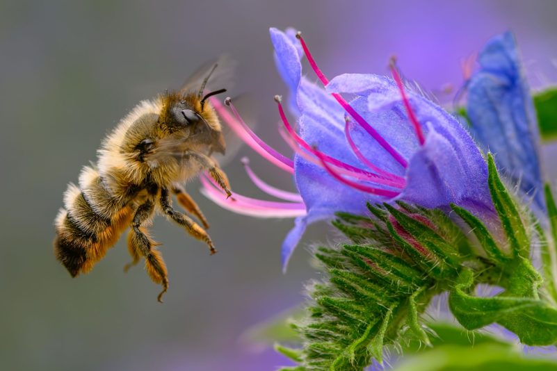 Fleißige Bienchen? Die gestreiften Insekten sind jedoch gar nicht so tüchtig, wie man meint. (Archivbild)