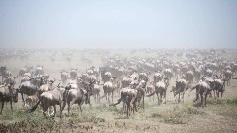 Auf der Suche nach Nahrung wandern Gnus Tausende Kilometer weit. (Archivfoto)