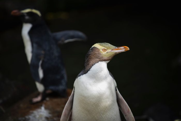 Die seltenen Vögel werden 60 bis 80 Zentimeter groß.