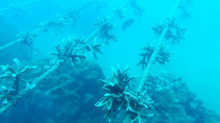 An solchen Schnüren wachsen die Korallenfragmente vor Nha Trang.