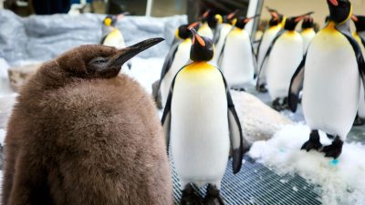 Ein echter Brocken: Pinguin-Baby Pesto ist Social-Media-Star