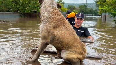 Die Feuerwehr rettet einen gestrandeten Hund in den Fluten.