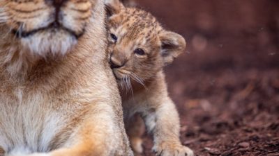 Löwenbaby im Schweriner Zoo heißt Santosh