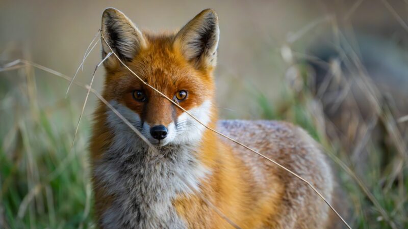 Füchse sind anpassungsfähig und schlau. Die Tiere sind weltweit verbreitet, im Wald, Stadt und sogar in (Eis-)wüsten. (Archivbild)