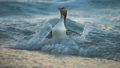 Der Hoiho ist einer der seltensten Pinguine der Welt.