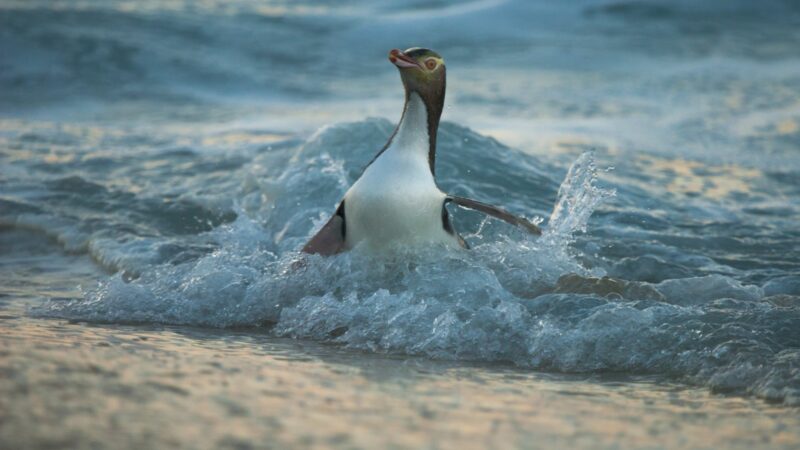 Der Hoiho ist einer der seltensten Pinguine der Welt.