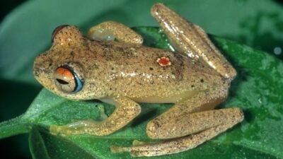 Warp-Pfeifen im Regenwald: Frösche klingen nach „Star Trek“