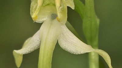 Grünliche Waldhyazinthe ist Orchidee des Jahres 2025