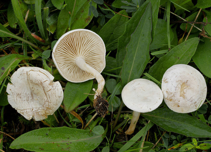 Pilze wie der Rinnigbereifter Trichterling sind giftig