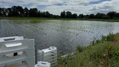 Brandenburg: Reisernte im ehemaligen Karpfenteich