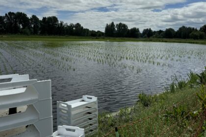 Brandenburg: Reisernte im ehemaligen Karpfenteich