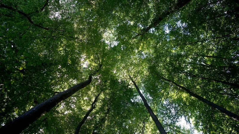 Der Wald sei mittlerweile zu einer Kohlenstoffquelle geworden, sagt Bundeslandwirtschaftsminister Cem Özdemir.