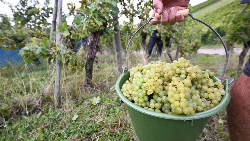 Die Weinernte 2024 fällt voraussichtlich fast fünf Prozent geringer aus als im Vorjahr. (Archivbild)