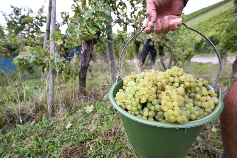 Die Weinernte 2024 fällt voraussichtlich fast fünf Prozent geringer aus als im Vorjahr. (Archivbild)