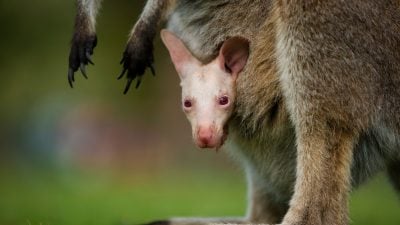 Seltenes Albino-Wallaby in Australien: Park präsentiert Olaf