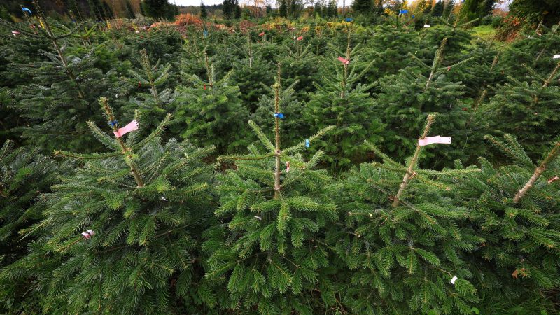 Bundesweit werden dem Verband zufolge jährlich zwischen 23 und 25 Millionen Weihnachtsbäume verkauft. (Archivfoto)