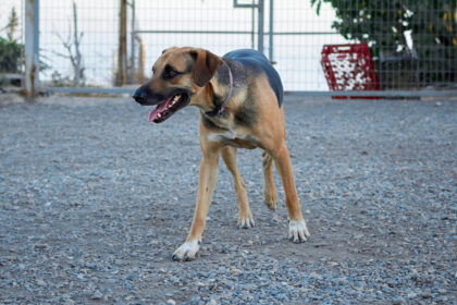 Rechtes statt linkes Bein von Hund operiert: Gericht sieht keinen Behandlungsfehler