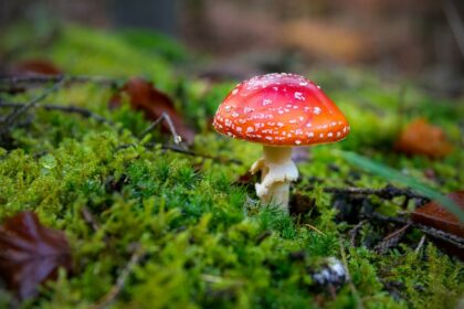 Pilze: Auch die Zubereitung macht das Gift