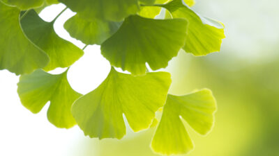 Ginkgo biloba – von Johann Wolfgang von Goethe