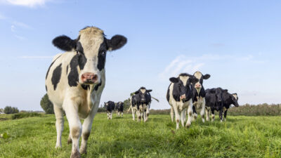 „Foodwatch“ fordert aus Klimaschutzgründen Halbierung der Milchviehhaltung