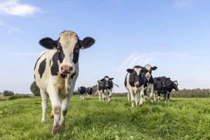 „Foodwatch“ fordert aus Klimaschutzgründen Halbierung der Milchviehhaltung