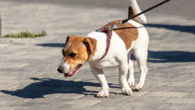 Chile startet Impfung zur Sterilisation von Hunden