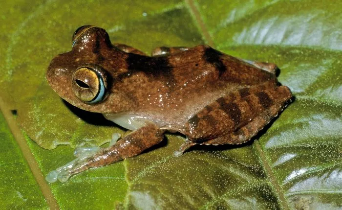 Fans der Science-Fiction-Serie «Star Trek» könnten sich bei den Frosch-Lauten an Geräusche des fiktiven Tricoders erinnert fühlen.