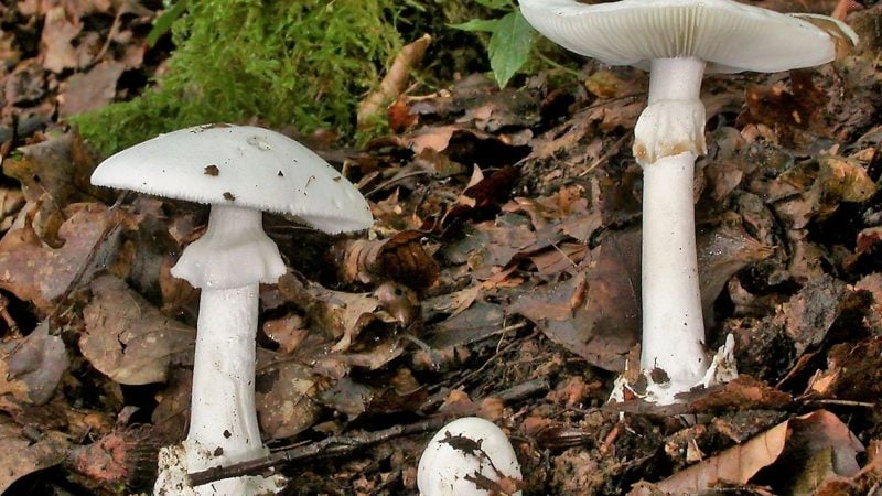 In Essen werden drei Kinder und ein Erwachsener wegen akuten Leberversagens behandelt. Sie hatten vom giftigen Knollenblätterpilz gegeseen. (Foto Archiv)