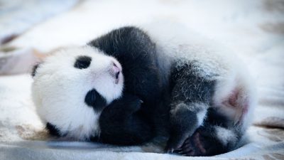 Panda-Babys aus Chinas Panda-Diplomatie: Zehntausende besuchen den Berliner Zoo