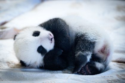 Panda-Babys aus Chinas Panda-Diplomatie: Zehntausende besuchen den Berliner Zoo