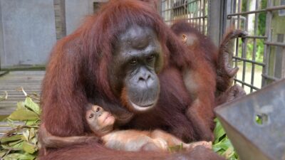 Tierische Supermama: Orang-Utan adoptiert Kind von Freundin