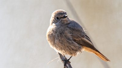 Hausrotschwanz ist „Vogel des Jahres“ 2025