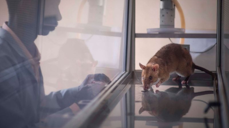 Acht der elf getesteten Ratten waren am Ende in der Lage, vier häufig geschmuggelte Arten zu identifizieren.