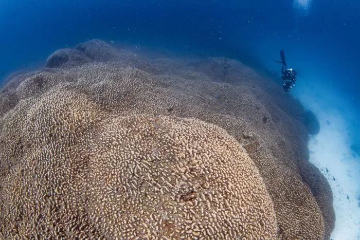 Forscher des Programms Pristine Seas von National Georgraphic haben nach eigenen Angaben eine Koralle entdeckt, die größer ist als alle bislang bekannten.