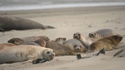 Vogelgrippe breitete sich unter See-Elefanten aus