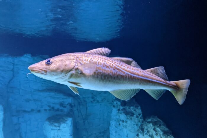 Ein Atlantischer Kabeljau (Gadus morhua) im Ostsee-Aquarium im Ozeanum Stralsund, Deutschland.