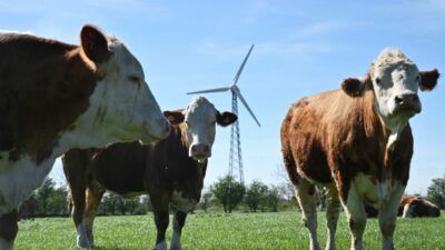 Als erstes Land weltweit: Dänemark besteuert künftig Methanausstoß von Kühen und Schweinen