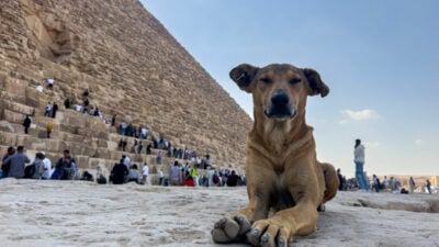 Kletternder Vierbeiner: Hund auf Spitze von Gizeh-Pyramide wird zum Touristenmagneten