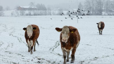 Oberrhein, Hochrhein, Bodensee: Wetterdienst warnt vor starkem Schneefall