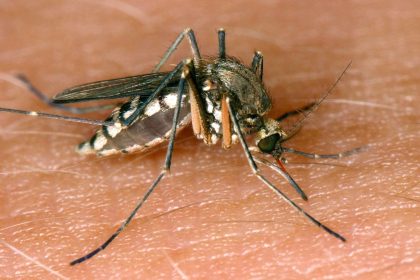 Zahl der bekannten Infektionen mit West-Nil-Virus steigt